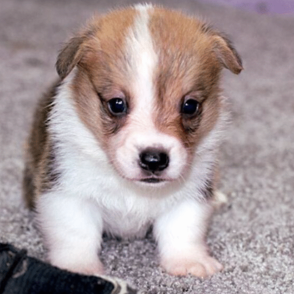 🐾 CANDI - Exclusiva Cachorra Hembra de Welsh Corgi Pembroke en Venta 🐾 - Imagen 3