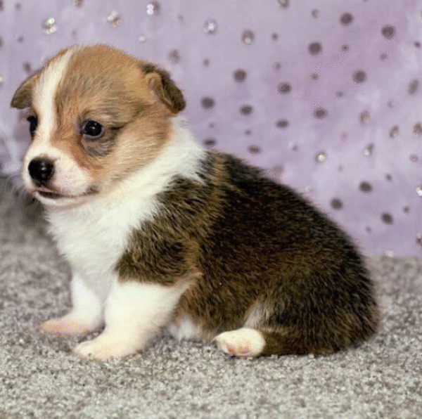 🐾 CANDI - Exclusiva Cachorra Hembra de Welsh Corgi Pembroke en Venta 🐾