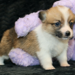 🐾 MABEL - Exclusivo Cachorro Macho de Welsh Corgi Pembroke en Venta 🐾