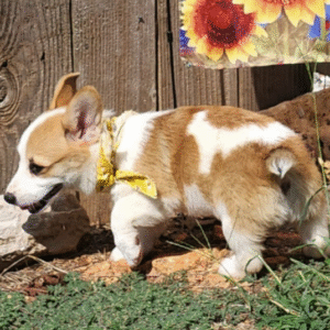 🐾 YURI - Exclusiva Cachorra Hembra de Welsh Corgi Pembroke en Venta 🐾