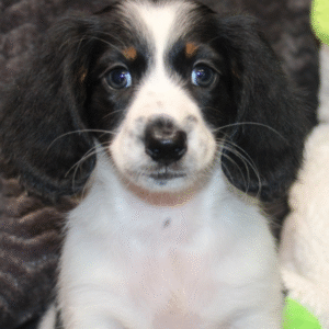 🐾 ELSEY - Exclusiva Cachorra de Teckel Miniatura (Pelo Duro) en Venta 🐾