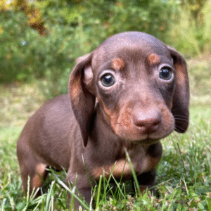 🐾 TIFFANY - Exclusiva Cachorra Hembra de Dachshund Miniatura (Pelo Largo) en Venta 🐾