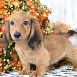 🐾 MAX - Exclusivo Cachorro Teckel Miniatura Macho (Pelo Duro) en Venta 🐾