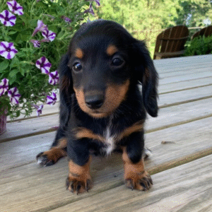 🐾 PEACHES - Exclusiva Cachorra Hembra de Teckel (Pelo Corto) en Venta 🐾