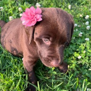 🐾 Sedona - Encantadora Cachorra Labrador Hembra en Venta 🐾