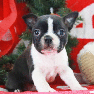 🐾 Weston: Cucciolo Maschio Boston Terrier in Vendita – Garanzia Completa | de-mascotas.es