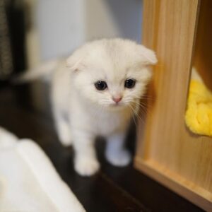 🐾 Yume – Gatita Munchkin Hembra en Venta | de-mascotas.es 🐱✨