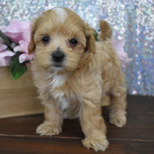 🐾 JULES - Exclusiva Cachorra Maltipoo Hembra de Élite 🐾