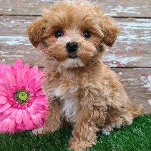 🐾 ¡Aspen, una Encantadora Cachorra Hembra Maltipoo en Venta! 🐾