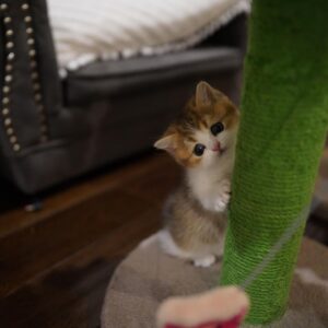 🐾 Keli – Gatita Munchkin Hembra en Venta | de-mascotas.es 🐱✨