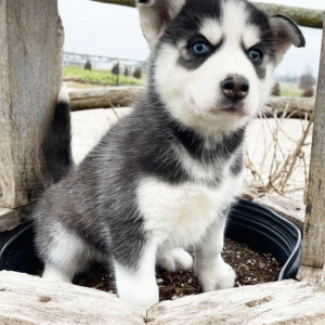 siberian husky dove comprarlo